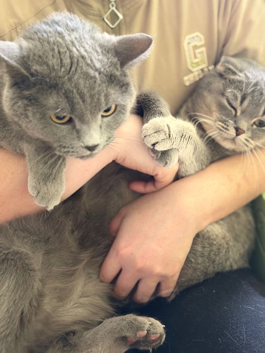 Британская короткошерстная