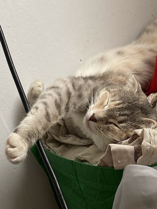 Котятки породистые