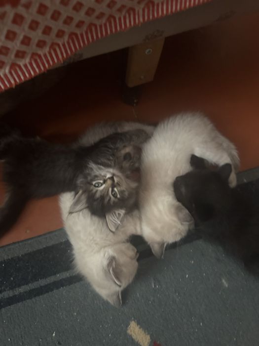 Отдам милых котят