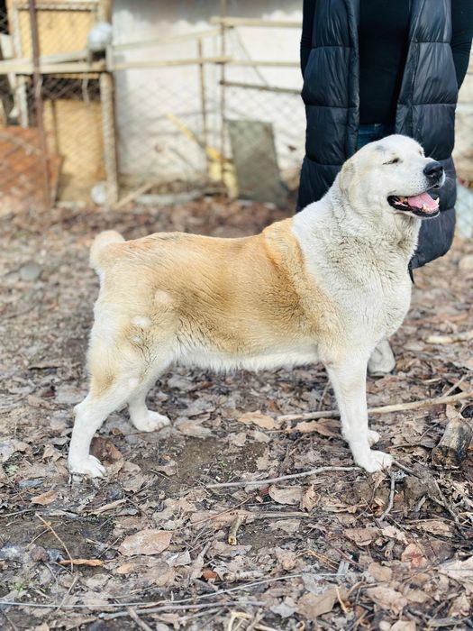 Алабай девочка. Ищет семью.