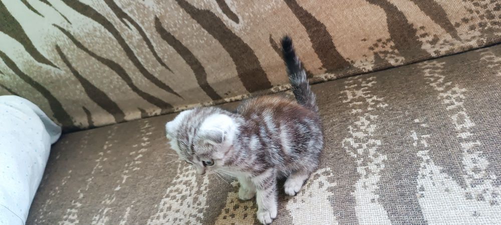 Британские котята