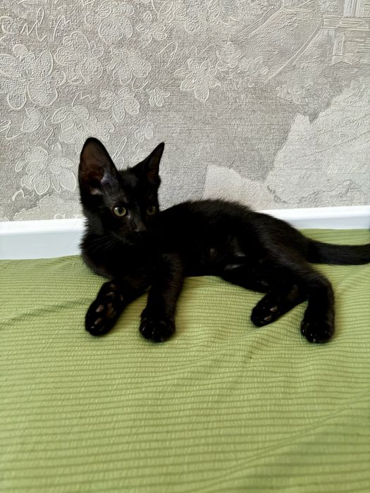 Чёрный котёнок ищет дом