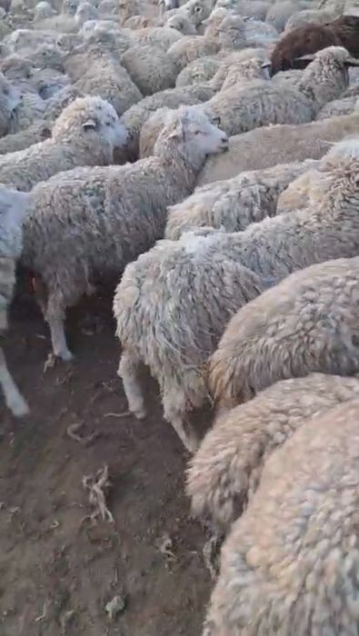 Баран / Қой оптом