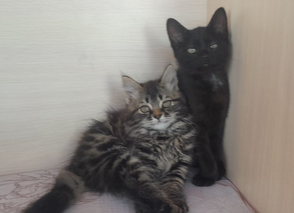 Отдам котят (девочки )в добрые руки
