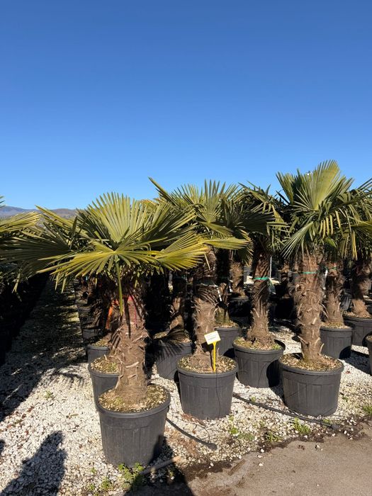 Maslin bonsai  plante decorative
