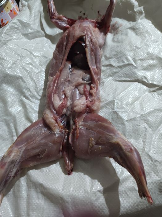 Мясо молодых кроликов