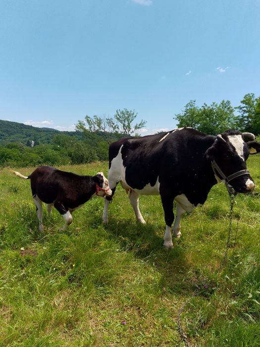 Vacă de 8ani  de vânzare