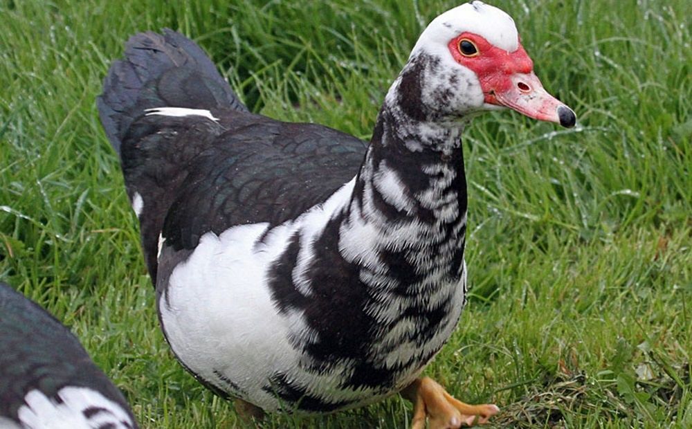 Индоутки мускусные утки