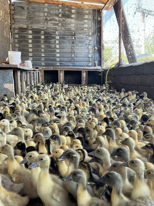 Pekin agidel goluboy favorit ordaklar