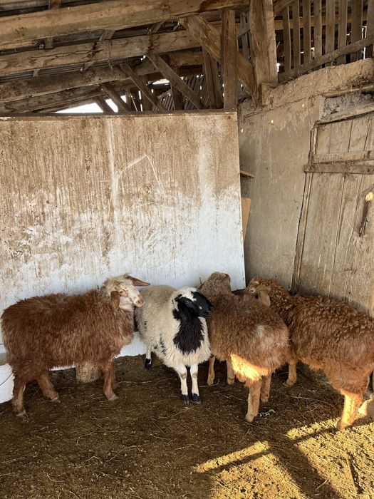 Семіз тоқтылар сатылады