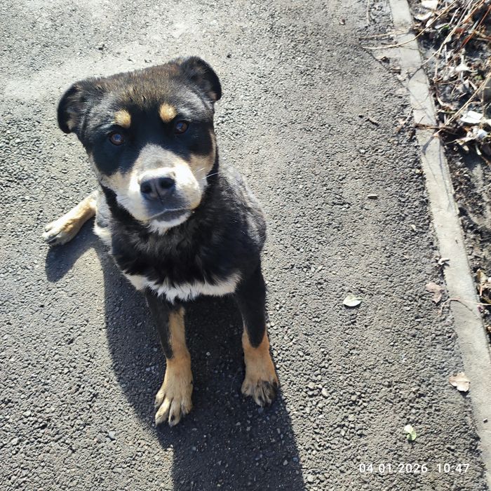 Найдена собака потеряшка