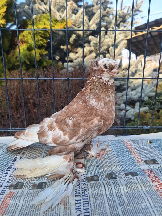 Продам самца чина