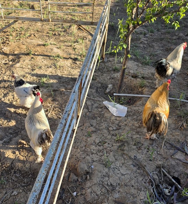 Хуроз сотилади, Брама. Питух