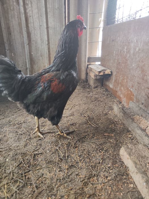 Маран петух черный
