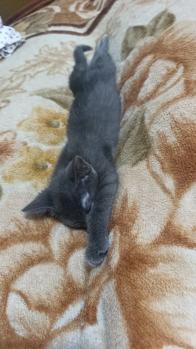 Отдам котенка в хорошие руки