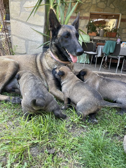 Белгийска овчарка Малиноа