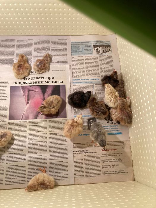 Балапан шөже сатылады