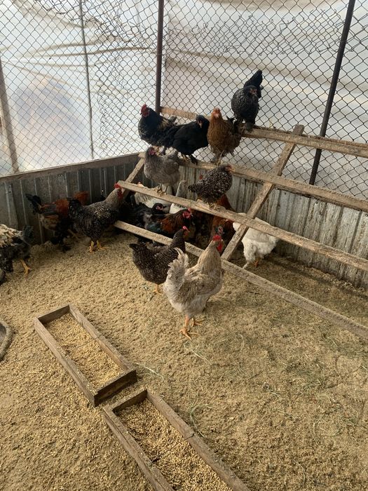 Продается куры петушки