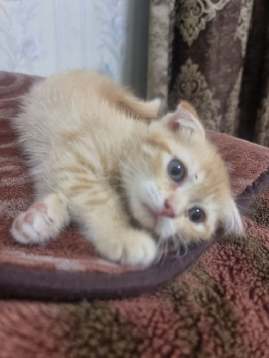 Продаётся котёнок Скотиш фолд  девочка