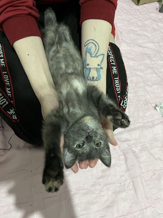 Отдам котенка в добрые руки