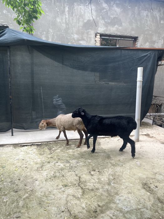 3ta qóchqor bor sotiladi