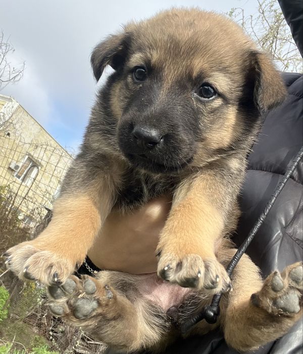Добрые щенята в добрые руки
