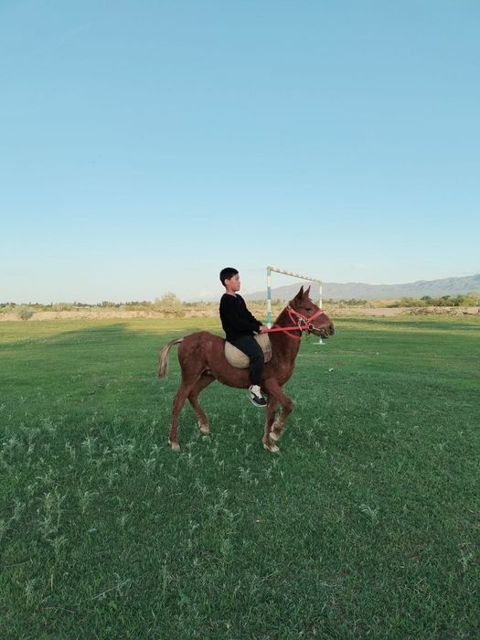 Осы екі тай сатылады