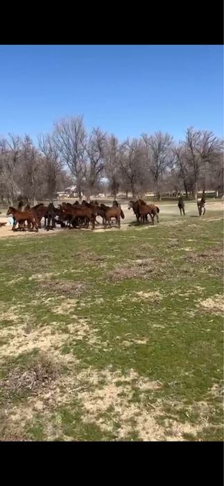 Жылқылар / Тайлар