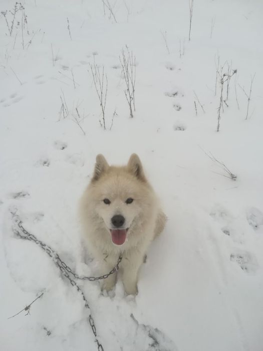 It sotiladi zoti xaski 8 oyli