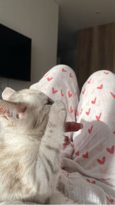 Котенок отдам в добрые руки