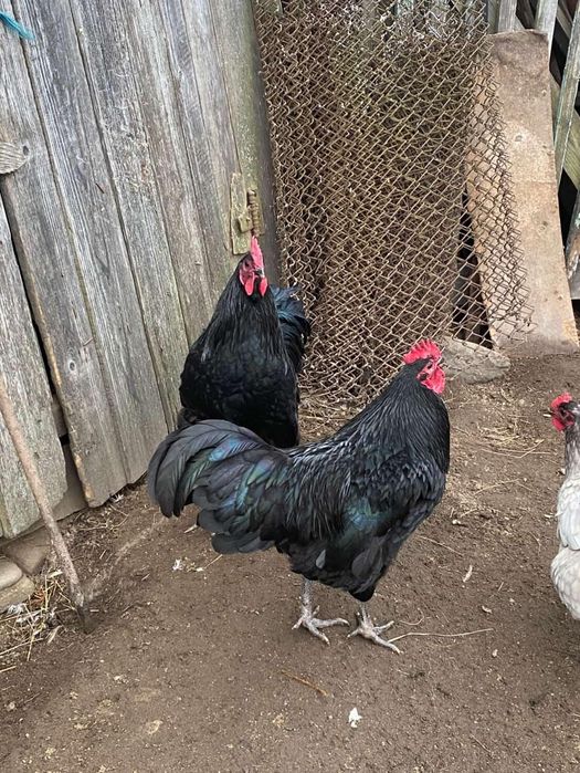Vând cocos australorp