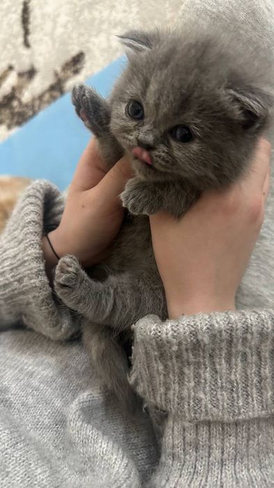 Продаются котята срочно цену обсудим звоните