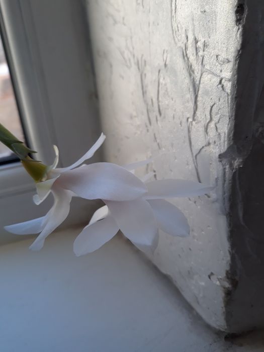 Комнатные цветы.