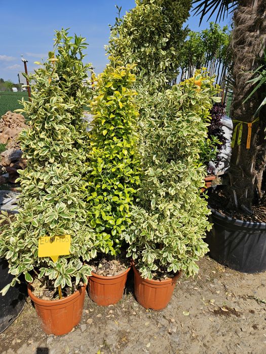 Catalpa  globular  plante