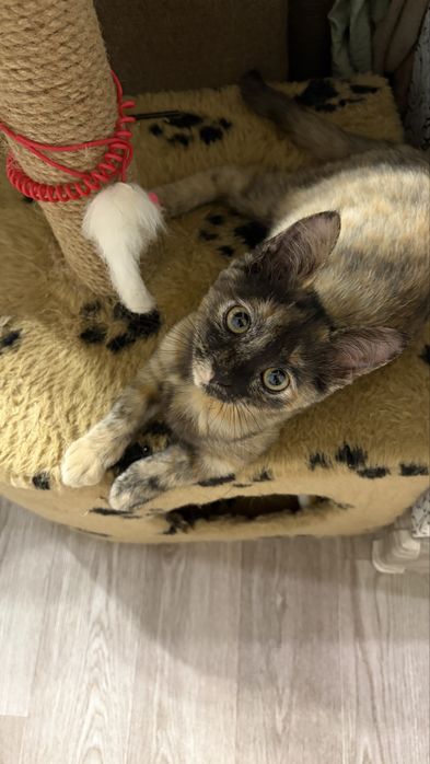 Котенок бесплатно