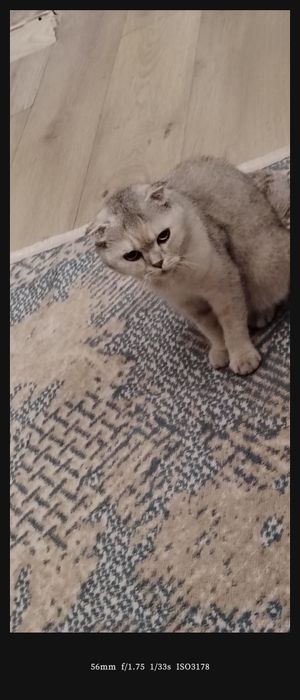 Кошка Серебристая шиншила