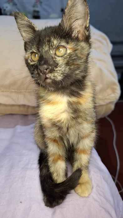 Ищем заботливых и любящих хозяев