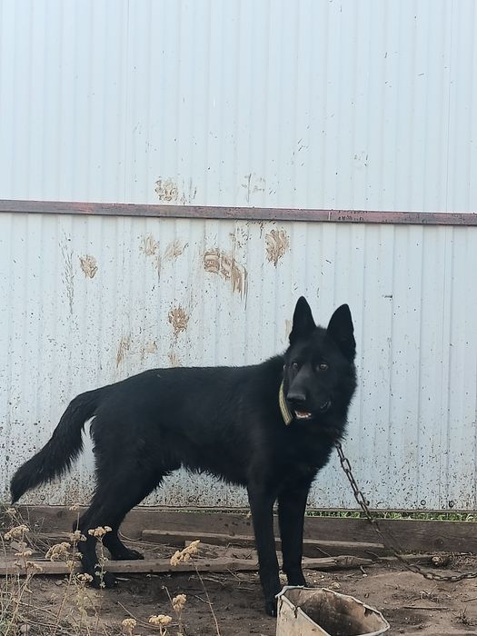 Бразилиялық порно жұлдыздар