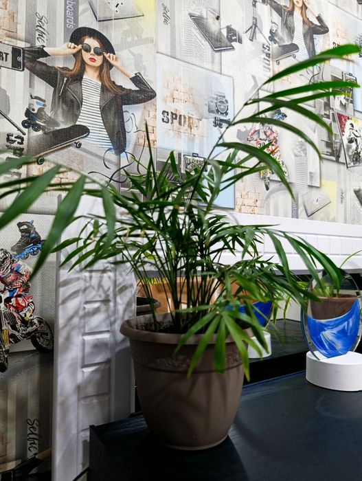 Цветы самые разные комнатные