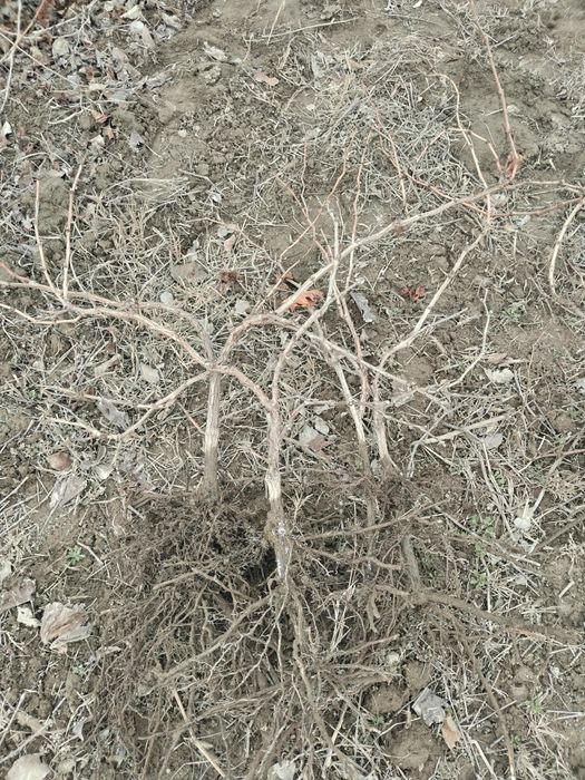 Uzum tok ko'chatlar sotiladi