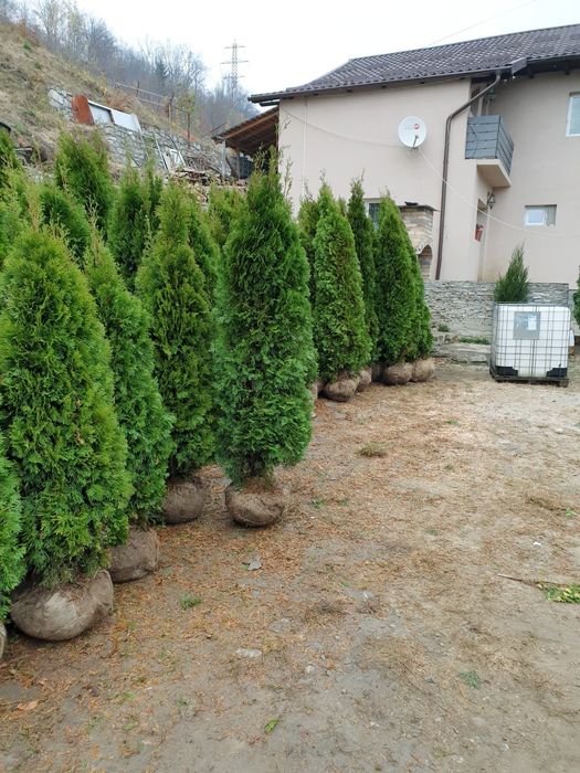 Vindem tuia smaragd de mai multe dimensiuni