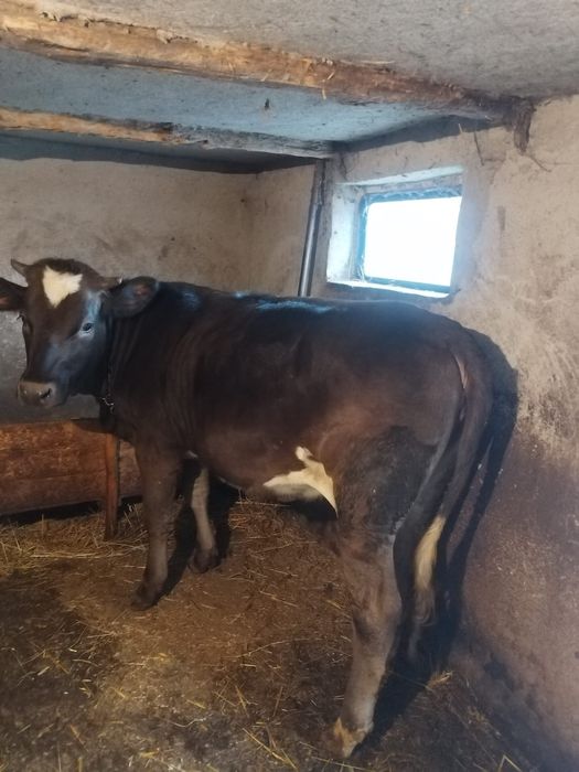 Vând vitea,rasa mixtă vârstă aproximativ un an jumate