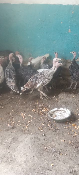 Kurkachalar sotiladi