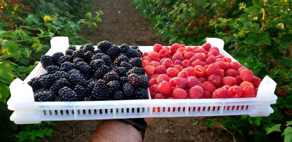 Предлагам елитен разсад малини и къпини