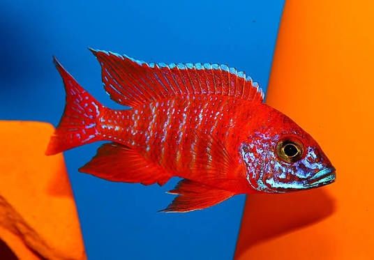 Аулонокара орхидея супер ред