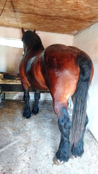 Armăsar de montă !