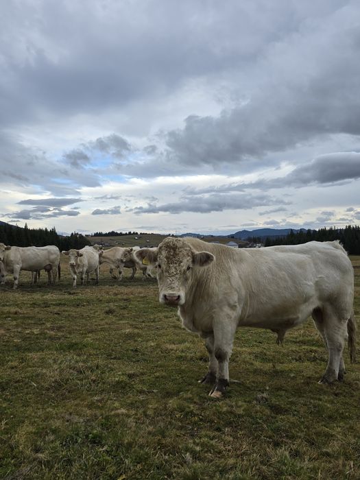 Vând  taur Charolaise AUTORIZAT