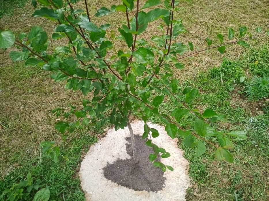 lână de oaie tocată ca fibră de armare