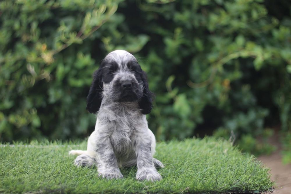 Pui de Cocker Spaniel Englez