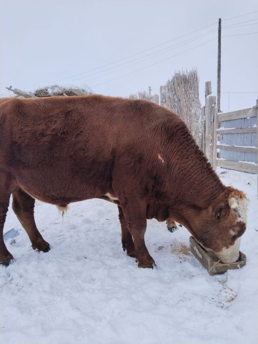 Бык акбас четыре года